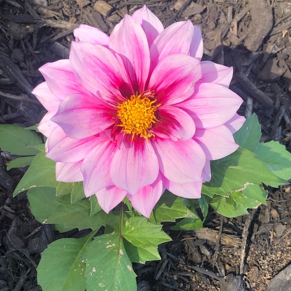 Meet your Posher, Mandi - Picture 5 of 7